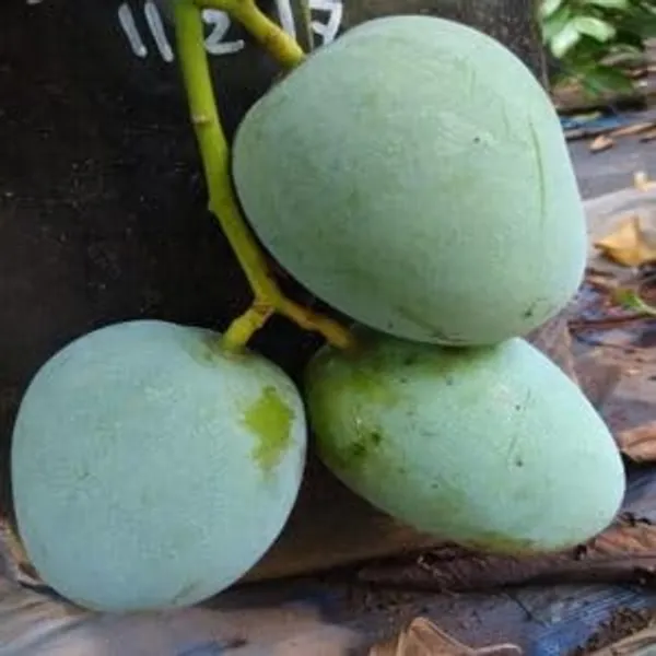 Hatcher_Mango_Grafted_Plant_Fruit_After_2-3_Years_(Pack_Of_1_Healthy_Tree,_Height_2_Feet)