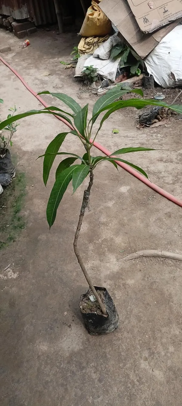 Hatcher_Mango_Grafted_Plant_Fruit_After_2-3_Years_(Pack_Of_1_Healthy_Tree,_Height_2_Feet)