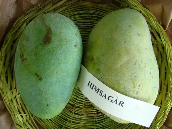 Nursery_Himsagar_Mango_Plant_(Grafted_Plant_Height_1.5-2_Feet)_Hybrid_1_Healthy_Live_Frout_Plant_For_Home_Garden_Fruit_After_2-3_Years_Aam_King_Of_Fruits_Live_Amba_Fruit_Tree