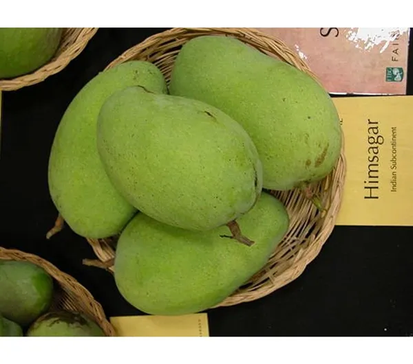 Nursery_Himsagar_Mango_Plant_(Grafted_Plant_Height_1.5-2_Feet)_Hybrid_1_Healthy_Live_Frout_Plant_For_Home_Garden_Fruit_After_2-3_Years_Aam_King_Of_Fruits_Live_Amba_Fruit_Tree