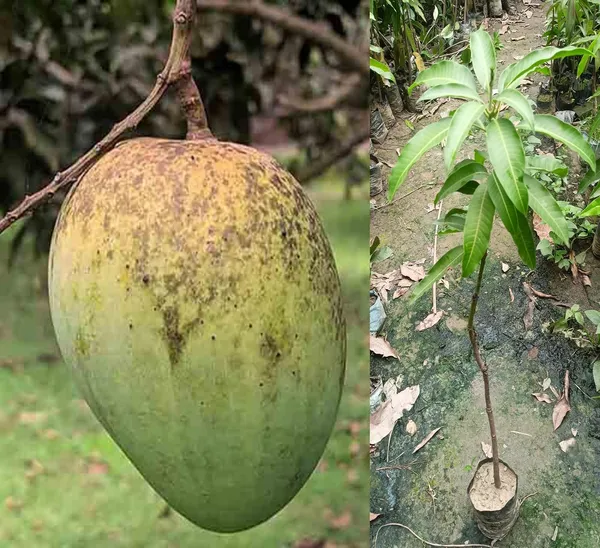 Himsagar_Mango_Plant_Grafted_Hybrid_1_Healthy_Live_Plant_Fruit_After_1-2_Years_(Tree_1.5-2_Feet_Height)