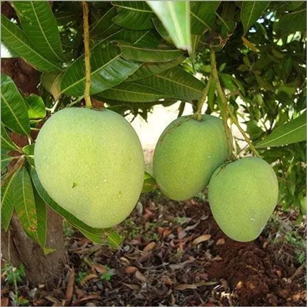 Himsagar_Mango_Plant_Grafted_Hybrid_1_Healthy_Live_Plant_Fruit_After_1-2_Years_(Tree_1.5-2_Feet_Height)