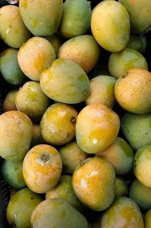 Himsagar_Mango_Plant_Grafted_Hybrid_1_Healthy_Live_Plant_Fruit_After_1-2_Years_(Tree_1.5-2_Feet_Height)
