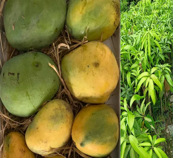 Authentic_Imam_Pasand_Mango_Plant_(Grafted_Plant,_1.5-2_Feet_Height)-Fruit_After_1.5-2_Years_Create_Your_Own_Tropical_Paradise_Hybrid_1_Healthy_Live_Plant