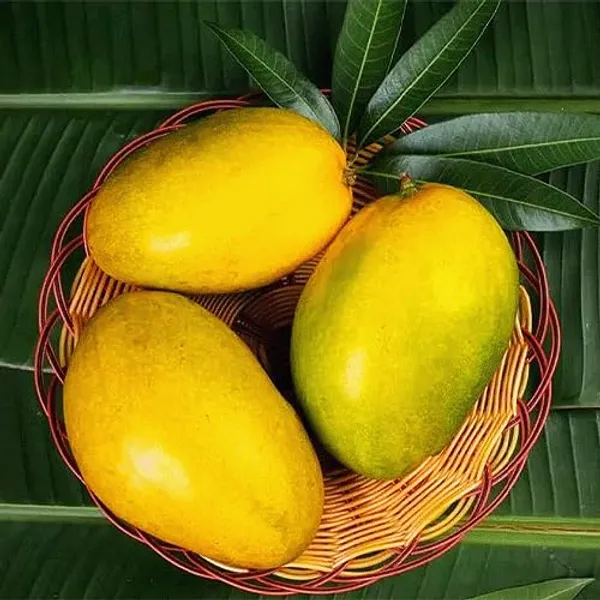 Authentic_Imam_Pasand_Mango_Plant_(Grafted_Plant,_1.5-2_Feet_Height)-Fruit_After_1.5-2_Years_Create_Your_Own_Tropical_Paradise_Hybrid_1_Healthy_Live_Plant