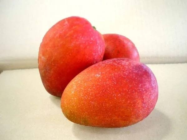 Irwin_Mango_Plant_GraftedFruit_After_2-3_Years_Hybrid_Live_Plant_Height-_1.5-2_Feet,_Pack_Of_1_Healthy_Plant_On_Grow_Bag_For_Home_Garden