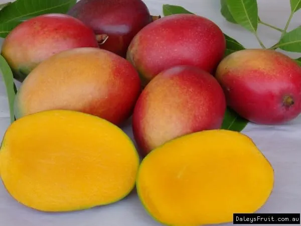 Irwin_Mango_Plant_GraftedFruit_After_2-3_Years_Hybrid_Live_Plant_Height-_1.5-2_Feet,_Pack_Of_1_Healthy_Plant_On_Grow_Bag_For_Home_Garden