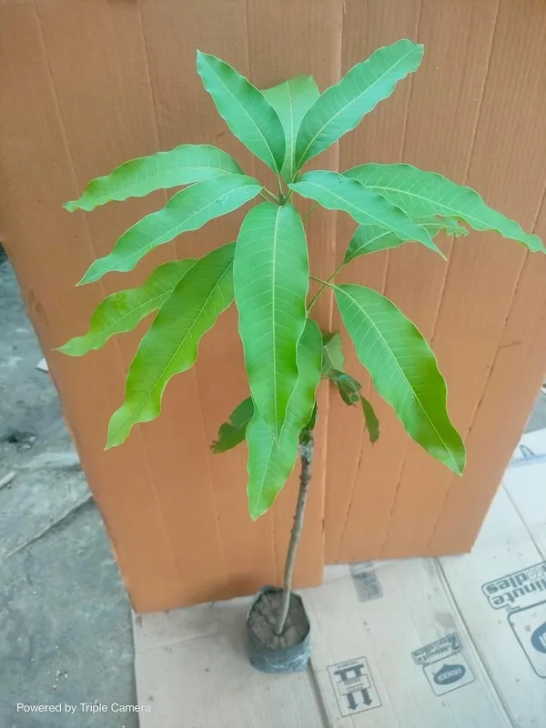 Irwin_Mango_Plant_GraftedFruit_After_2-3_Years_Hybrid_Live_Plant_Height-_1.5-2_Feet,_Pack_Of_1_Healthy_Plant_On_Grow_Bag_For_Home_Garden