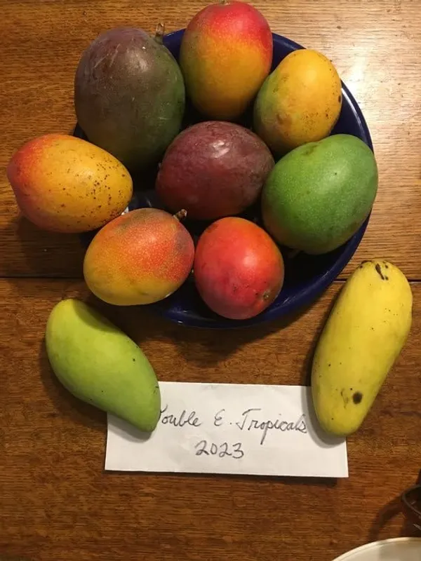 Irwin_Mango_Plant_GraftedFruit_After_2-3_Years_Hybrid_Live_Plant_Height-_1.5-2_Feet,_Pack_Of_1_Healthy_Plant_On_Grow_Bag_For_Home_Garden