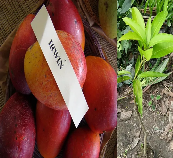 Irwin_Mango_Plant_GraftedFruit_After_2-3_Years_Hybrid_Live_Plant_Height-_1.5-2_Feet,_Pack_Of_1_Healthy_Plant_On_Grow_Bag_For_Home_Garden