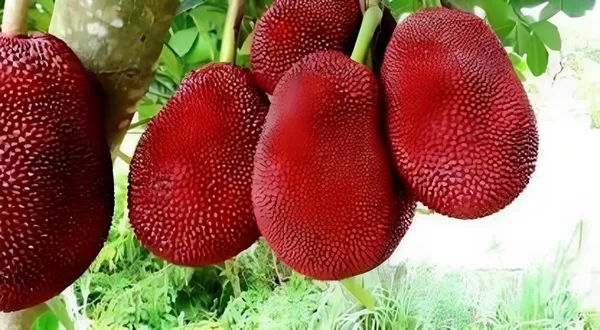 Hybrid_Red_Jackfruit_Plant_2_Month_(Height_1.5-2_Feet)_Sweet_Flavor_Jackfruit_Grafted_Plant_Hybrid_Jackfruit_Tree_Hybrid_Big_Size-_2_Healthy_Grafted_Plant_For_Home_Garden