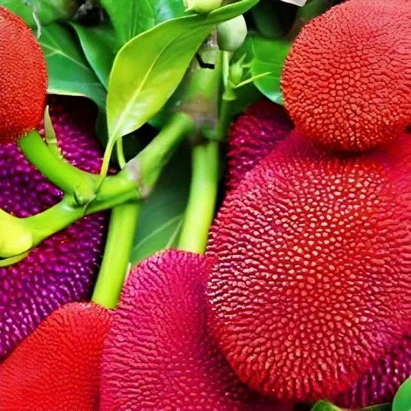 Hybrid_Red_Jackfruit_Plant_2_Month_(Height_1.5-2_Feet)_Sweet_Flavor_Jackfruit_Grafted_Plant_Hybrid_Jackfruit_Tree_Hybrid_Big_Size-_2_Healthy_Grafted_Plant_For_Home_Garden