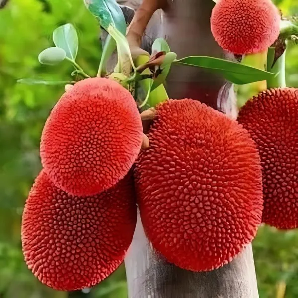 Hybrid_Red_Jackfruit_Plant_2_Month_(Height_1.5-2_Feet)_Sweet_Flavor_Jackfruit_Grafted_Plant_Hybrid_Jackfruit_Tree_Hybrid_Big_Size-_2_Healthy_Grafted_Plant_For_Home_Garden