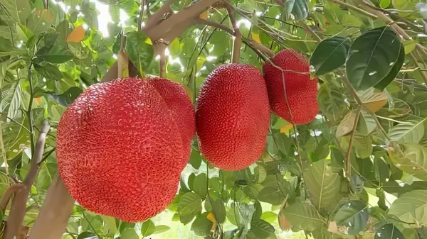 Hybrid_Red_Jackfruit_Plant_2_Month_(Height_1.5-2_Feet)_Sweet_Flavor_Jackfruit_Grafted_Plant_Hybrid_Jackfruit_Tree_Hybrid_Big_Size-_2_Healthy_Grafted_Plant_For_Home_Garden