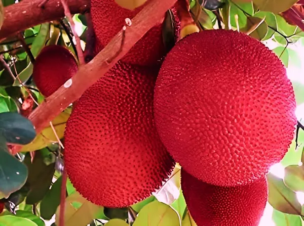 Hybrid_Red_Jackfruit_Plant_2_Month_(Height_1.5-2_Feet)_Sweet_Flavor_Jackfruit_Grafted_Plant_Hybrid_Jackfruit_Tree_Hybrid_Big_Size-_2_Healthy_Grafted_Plant_For_Home_Garden