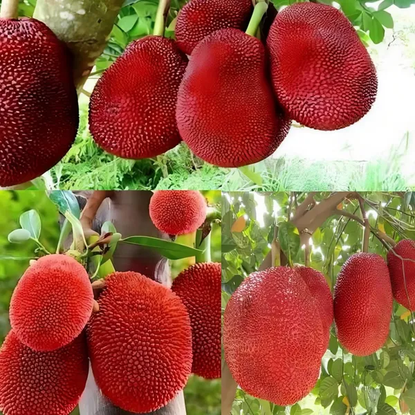 Hybrid_Red_Jackfruit_Plant_2_Month_(Height_1.5-2_Feet)_Sweet_Flavor_Jackfruit_Grafted_Plant_Hybrid_Jackfruit_Tree_Hybrid_Big_Size-_2_Healthy_Grafted_Plant_For_Home_Garden