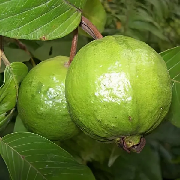 Rare_Dwarf_Tropical_Jam_Guava_Plant_Air_Layered_1.5-2_Feet_Plant_For_Home_Garden_Guava_Tree_Hybrid