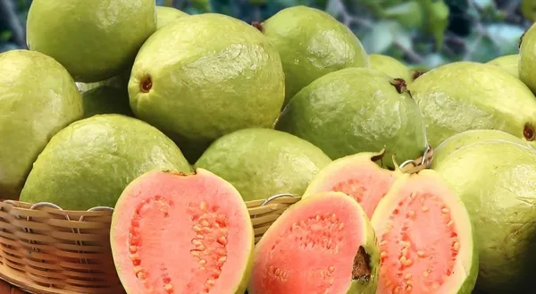 Rare_Dwarf_Tropical_Jam_Guava_Plant_Air_Layered_1.5-2_Feet_Plant_For_Home_Garden_Guava_Tree_Hybrid