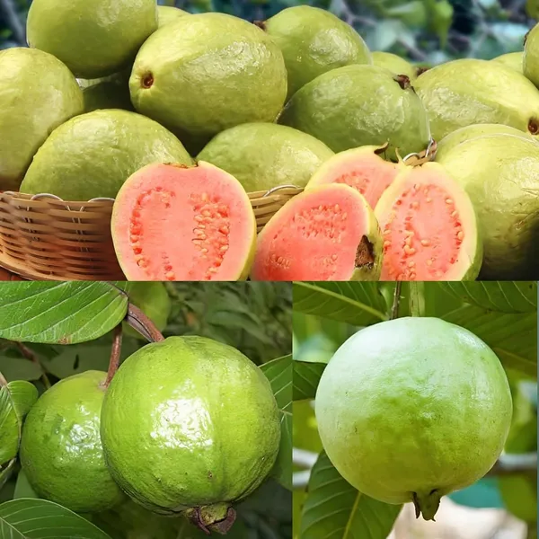 Rare_Dwarf_Tropical_Jam_Guava_Plant_Air_Layered_1.5-2_Feet_Plant_For_Home_Garden_Guava_Tree_Hybrid