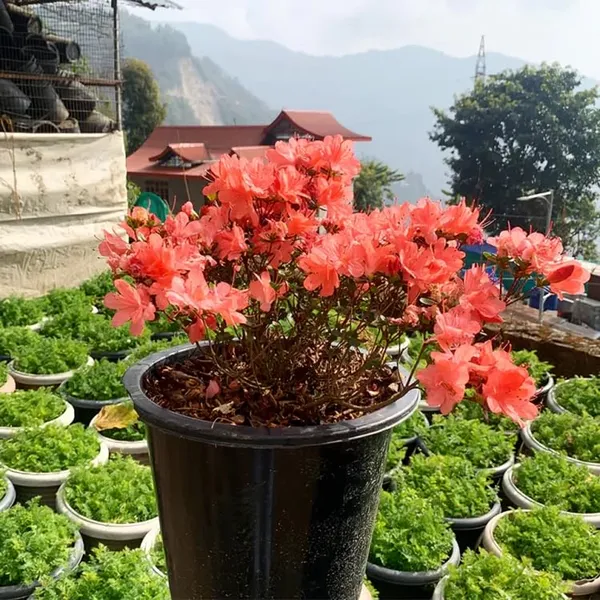 Japonica_Orange_Dwarf_Azalea_Flower_Height_1.5-3_Feet_Flower_After_1-2_Years_Beautiful_Azalea_Plant_Live_For_Home_Gardening,_Shrub,_Bush_Azalea_Flower_Tree