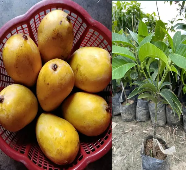 Jardalu_Mango_Plant_Original_1.5-2_Feet_Height_Grafted_Fruit_After_1-2_Years_Hybrid_1_Healthy_Fruit_Plant_Live_Plant_For_Home_Garden