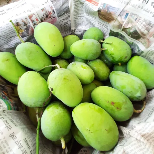 Jardalu_Mango_Plant_Original_1.5-2_Feet_Height_Grafted_Fruit_After_1-2_Years_Hybrid_1_Healthy_Fruit_Plant_Live_Plant_For_Home_Garden