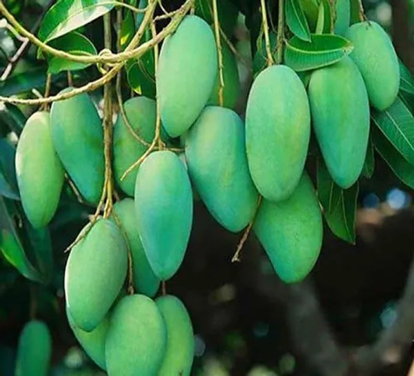 Jardalu_Mango_Plant_Original_1.5-2_Feet_Height_Grafted_Fruit_After_1-2_Years_Hybrid_1_Healthy_Fruit_Plant_Live_Plant_For_Home_Garden