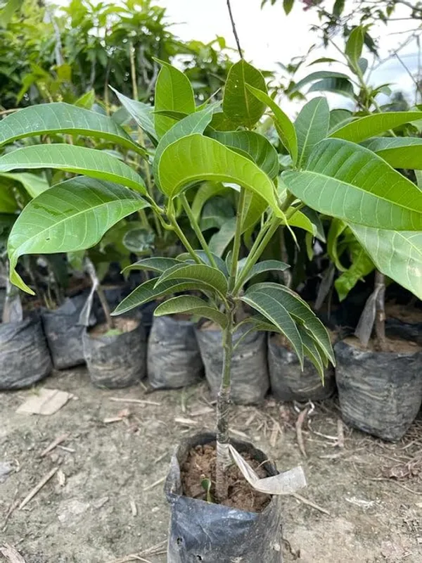 Jardalu_Mango_Plant_Original_1.5-2_Feet_Height_Grafted_Fruit_After_1-2_Years_Hybrid_1_Healthy_Fruit_Plant_Live_Plant_For_Home_Garden