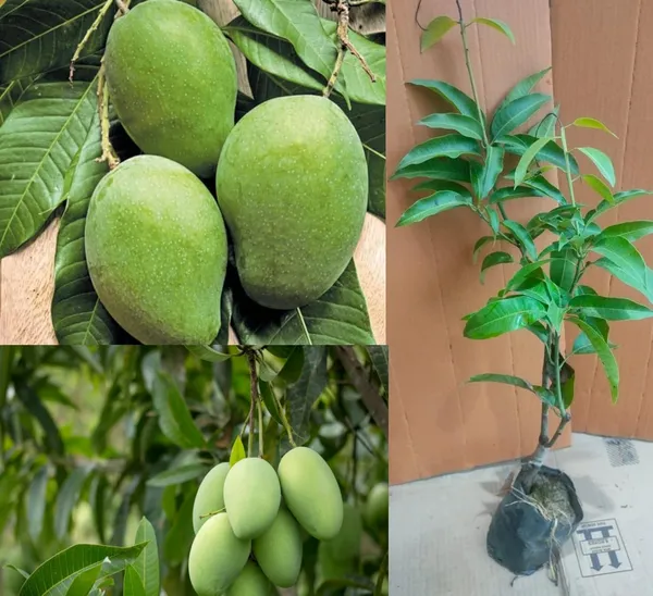 Kaccha_Mitha_Mango_Plant_Hybrid_Healthy_Kachi_Keri_Mitha_Mango_Fruit_Plant_(Grafted_Plant,_1.5-2_Feet_Height)_Kaccha_Mitha_Aam_Live_Plant_For_Home_Garden