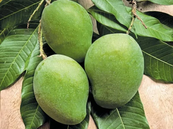 Kaccha_Mitha_Mango_Plant_Hybrid_Healthy_Kachi_Keri_Mitha_Mango_Fruit_Plant_(Grafted_Plant,_1.5-2_Feet_Height)_Kaccha_Mitha_Aam_Live_Plant_For_Home_Garden