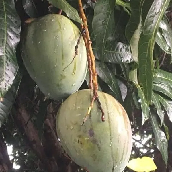 Keitt_Mango_Hybrid_1_Live_Plant_(Grafted_Plant,_1.5-2_Feet_Height)_Healthy_For_Home_Garden