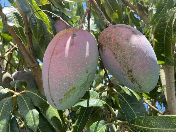 Keitt_Mango_Hybrid_1_Live_Plant_(Grafted_Plant,_1.5-2_Feet_Height)_Healthy_For_Home_Garden