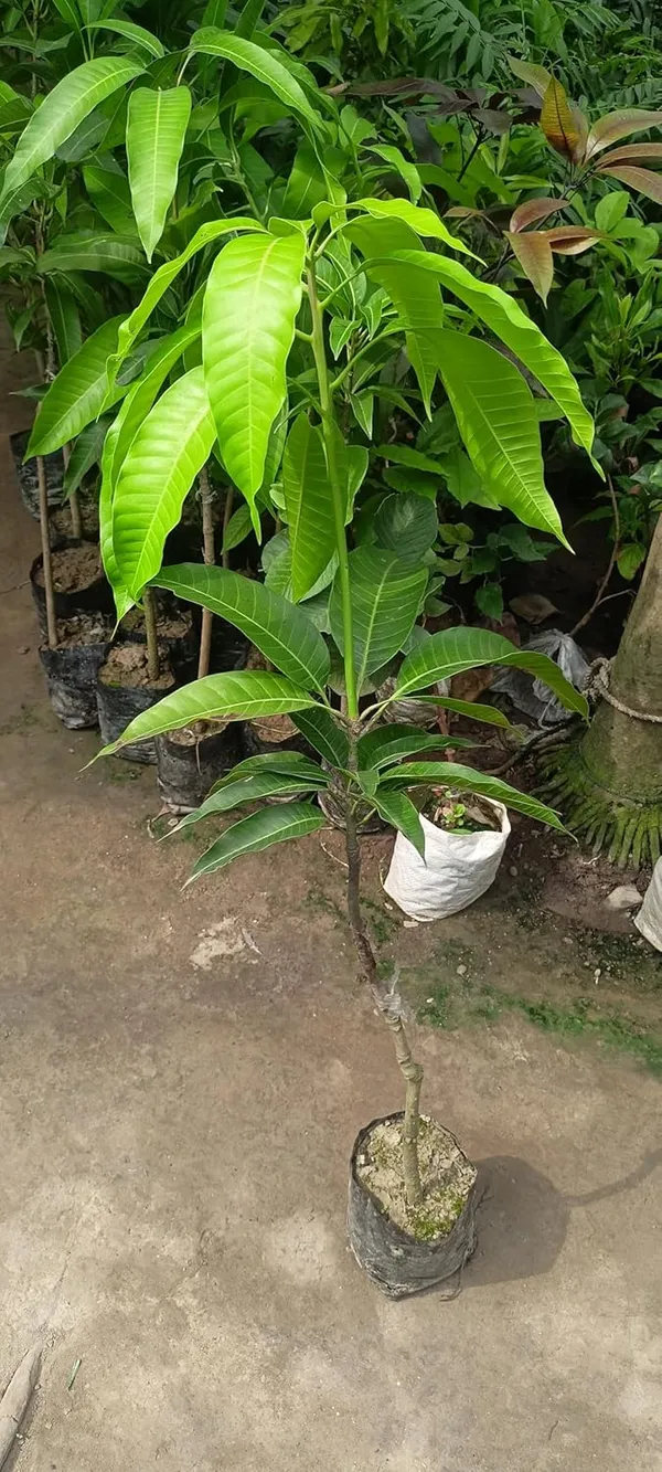 Keitt_Mango_Hybrid_1_Live_Plant_(Grafted_Plant,_1.5-2_Feet_Height)_Healthy_For_Home_Garden