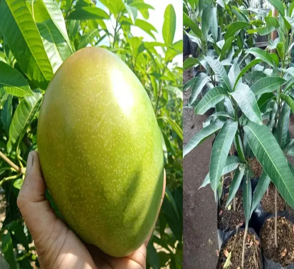 Keitt_Mango_Hybrid_1_Live_Plant_(Grafted_Plant,_1.5-2_Feet_Height)_Healthy_For_Home_Garden