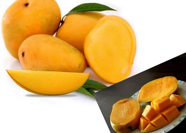 Combo_2Kesar_Mango_Tree_Grafted_Plant_Height_1.5-2_Feet_Live_Amba_Fruit_Plant_Hybrid_Mango_PlantKing_Of_FruitsPack_Of_2_Healthy_Live_Plant_For_Home_Garden