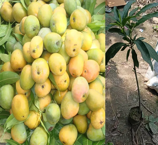 Kothapalli_Kobbari_Mango_Plant_Premium_Fresh_And_Tasty_Mangoes_Fruit_After_2-3_Years_Hybrid_1_Healthy_Live_Plant_(Grafted_Plant,_1.5-2_Feet_Height)