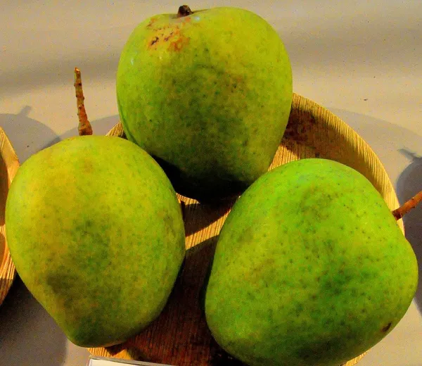 Kothapalli_Kobbari_Mango_Plant_Premium_Fresh_And_Tasty_Mangoes_Fruit_After_2-3_Years_Hybrid_1_Healthy_Live_Plant_(Grafted_Plant,_1.5-2_Feet_Height)