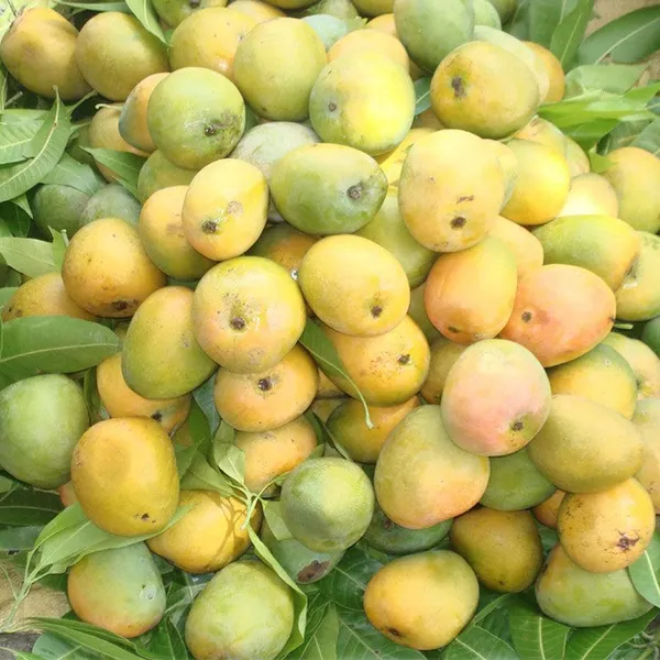 Kothapalli_Kobbari_Mango_Plant_Premium_Fresh_And_Tasty_Mangoes_Fruit_After_2-3_Years_Hybrid_1_Healthy_Live_Plant_(Grafted_Plant,_1.5-2_Feet_Height)