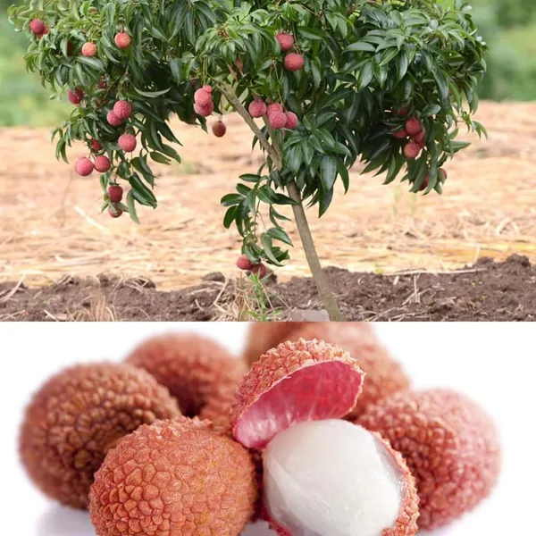 Dwarf_Thailand_Litchi_Plant_Hybrid_All_Seasons_(Height_1-2_Feet)_Sweet_Tropical_Rare_Litchi_Plant_Live_Hybrid_Live_Plant_For_Home_Garden_All_Time_Thai_Lychee_Plant_Air_Layered_In_Polybag