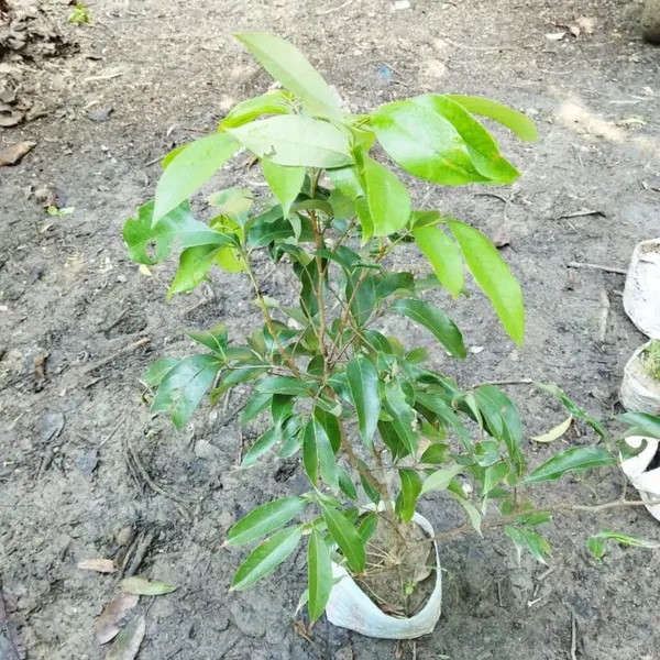 Dwarf_Thailand_Litchi_Plant_Hybrid_All_Seasons_(Height_1-2_Feet)_Sweet_Tropical_Rare_Litchi_Plant_Live_Hybrid_Live_Plant_For_Home_Garden_All_Time_Thai_Lychee_Plant_Air_Layered_In_Polybag