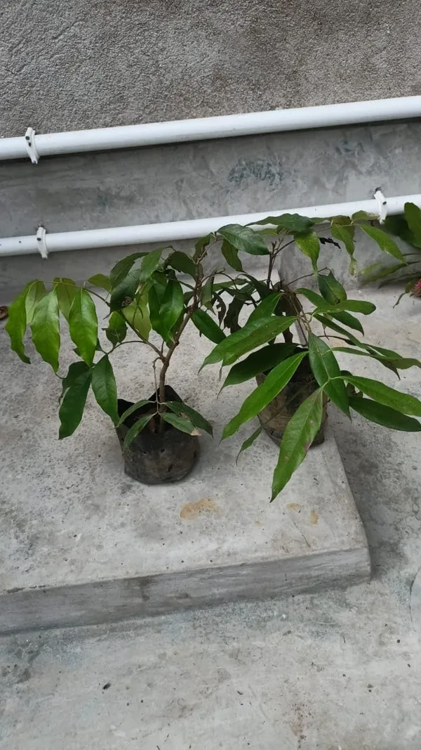 Dwarf_Thailand_Litchi_Plant_Hybrid_All_Seasons_(Height_1-2_Feet)_Sweet_Tropical_Rare_Litchi_Plant_Live_Hybrid_Live_Plant_For_Home_Garden_All_Time_Thai_Lychee_Plant_Air_Layered_In_Polybag