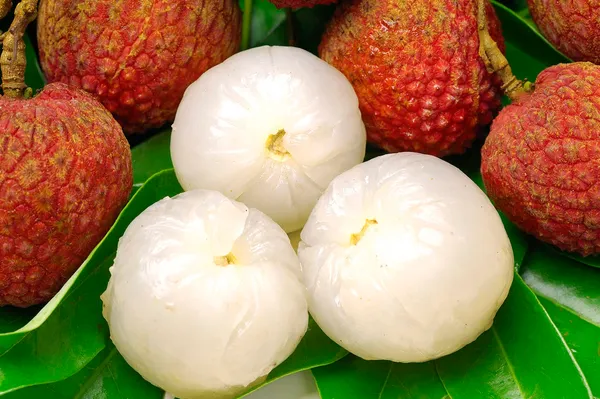 Lychee_Litchi_Dwarf_Thailand_Grafted_Plant_Hybrid_-_Sweet_Tropical_Rare_Live_Plant_For_Home_Garden_-_All_Seasons_(Height_1.5-2_Feet)_Thai_Grafted_Litchi
