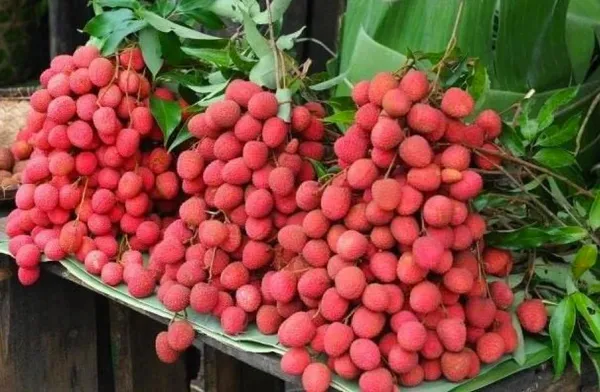 Lychee_Litchi_Dwarf_Thailand_Grafted_Plant_Hybrid_-_Sweet_Tropical_Rare_Live_Plant_For_Home_Garden_-_All_Seasons_(Height_1.5-2_Feet)_Thai_Grafted_Litchi