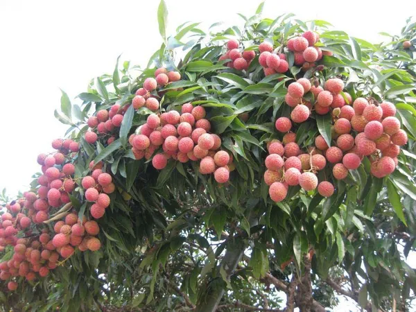 Late_Bedana_Litchi_Plant_Tropical_Rare_Exotic_Air_Layered_Lychee_Tree_(Height_1-1.5_Feet)_Litchi_Plant_Hybrid_Live_Fruit_Plant_For_Home_Garden