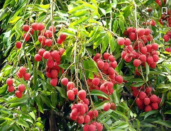 All_Time_Tezpur_Litchi_Plant_||_Hybrid_Lychee_Tree