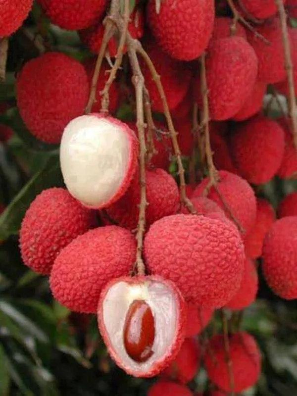 All_Time_Tezpur_Litchi_Plant_||_Hybrid_Lychee_Tree