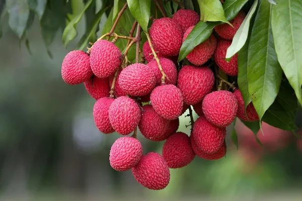Bombai_Litchi_Plant_Tropical_Rare_Exotic_Air_Layered_Lychee_Tree_(Height_1-1.5_Feet)_Litchi_Plant_Hybrid_Fruit_After_1.5-2_Year_Live_Fruit_Plant_For_Home_Garden