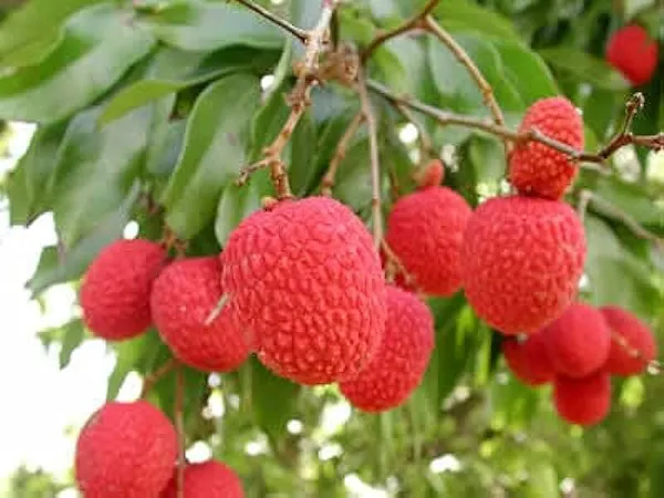 Bombai_Litchi_Plant_Tropical_Rare_Exotic_Air_Layered_Lychee_Tree_(Height_1-1.5_Feet)_Litchi_Plant_Hybrid_Fruit_After_1.5-2_Year_Live_Fruit_Plant_For_Home_Garden