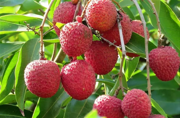Bombai_Litchi_Plant_Tropical_Rare_Exotic_Air_Layered_Lychee_Tree_(Height_1-1.5_Feet)_Litchi_Plant_Hybrid_Fruit_After_1.5-2_Year_Live_Fruit_Plant_For_Home_Garden