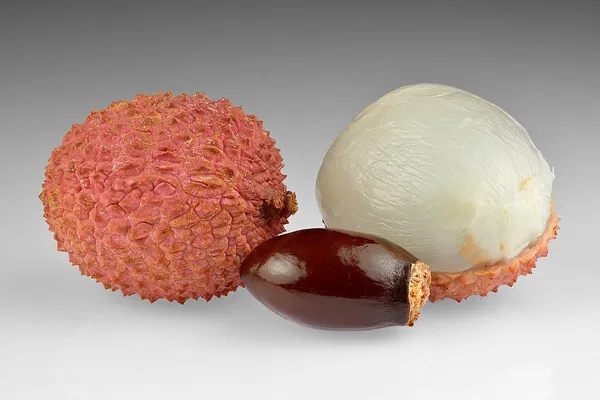 Ajhauli_Litchi_Plant_Tropical_Rare_Exotic_Air_Layered_Lychee_Tree_(Height_1-1.5_Feet)_Litchi_Plant_Hybrid_Fruit_After_1-2_Year_Live_Fruit_Plant_For_Home_Garden